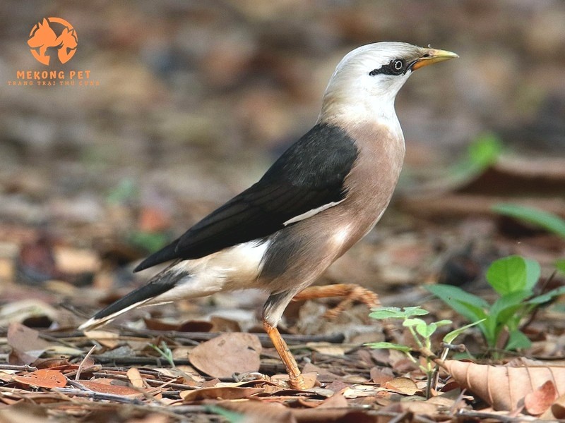 Mua Bán Chim Sáo: Hướng Dẫn Chọn Lọc và Kinh Nghiệm Quý Giá